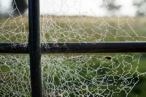 web rural country macro a6000 spiderwebs aberfoyle e30mmf35macro jasonbruth sonya6000 sony 2016 newsouthwales australia nsw au