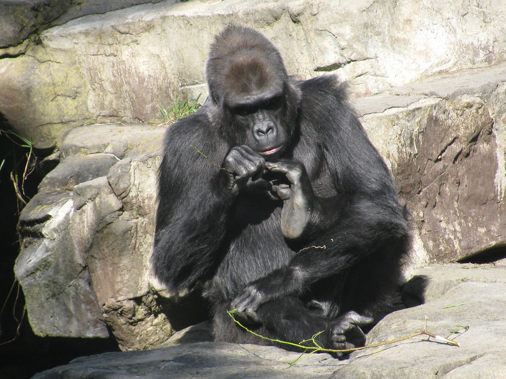 Gorilla picking toes at san francisco zoo feb 2010
