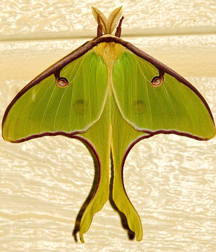closeup moth luna topaz detail2
