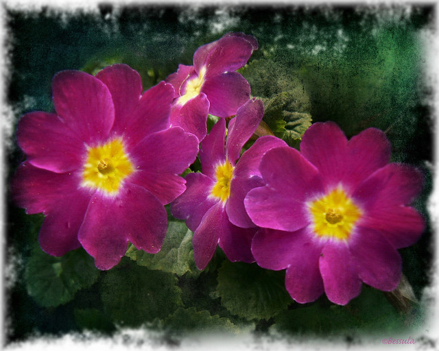 Spring flower- Primula