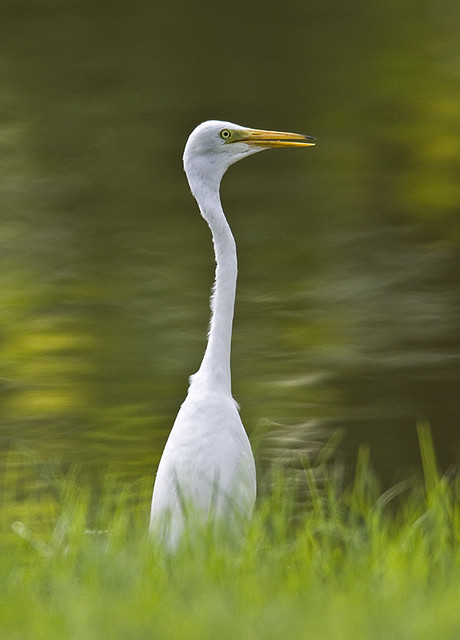 Great Egret (Ardea alba) @ CG_20100424_0003
