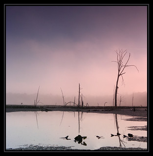 Morning Swamp Fog