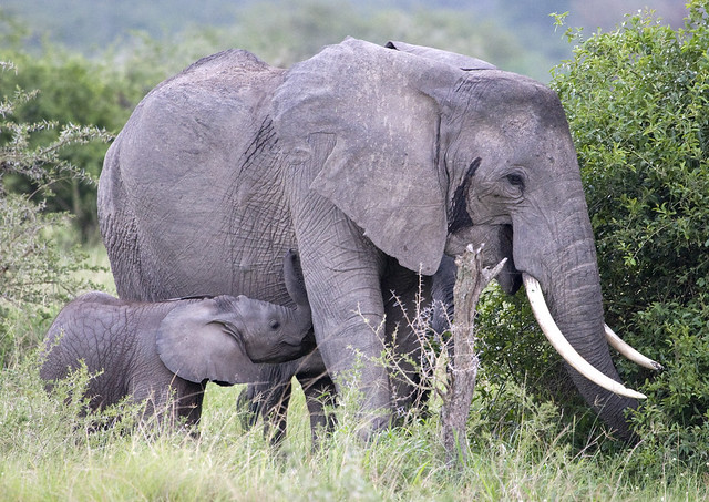 Mother and baby elephants in Ishasha, Uganda.