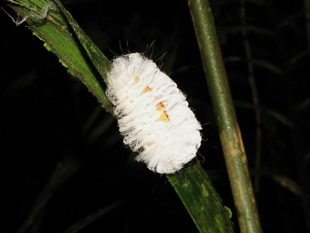 Flannel Moth Caterpillar I