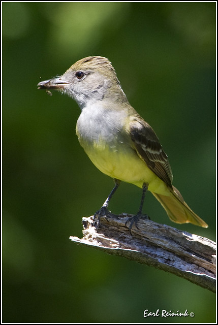 Flycatcher (Great Crested) - 0009
