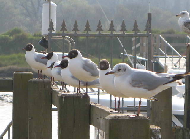 Waiting, Southwold Gulls
