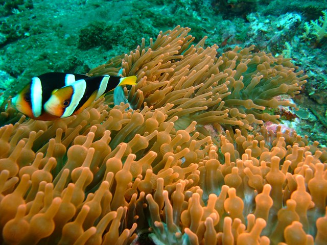 Dive Safari Koh Surin