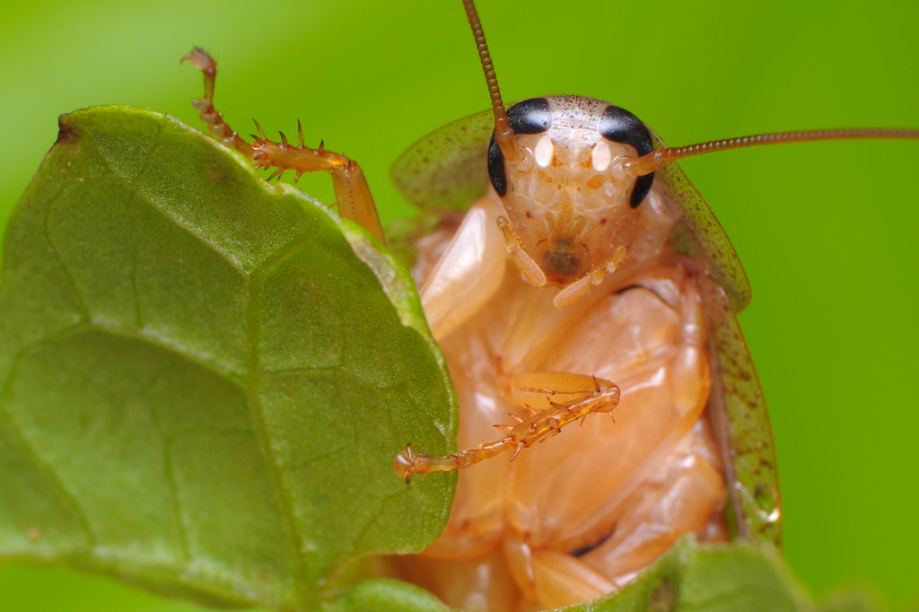 Rochak Insect Cockroach | Cockroaches (or simply
