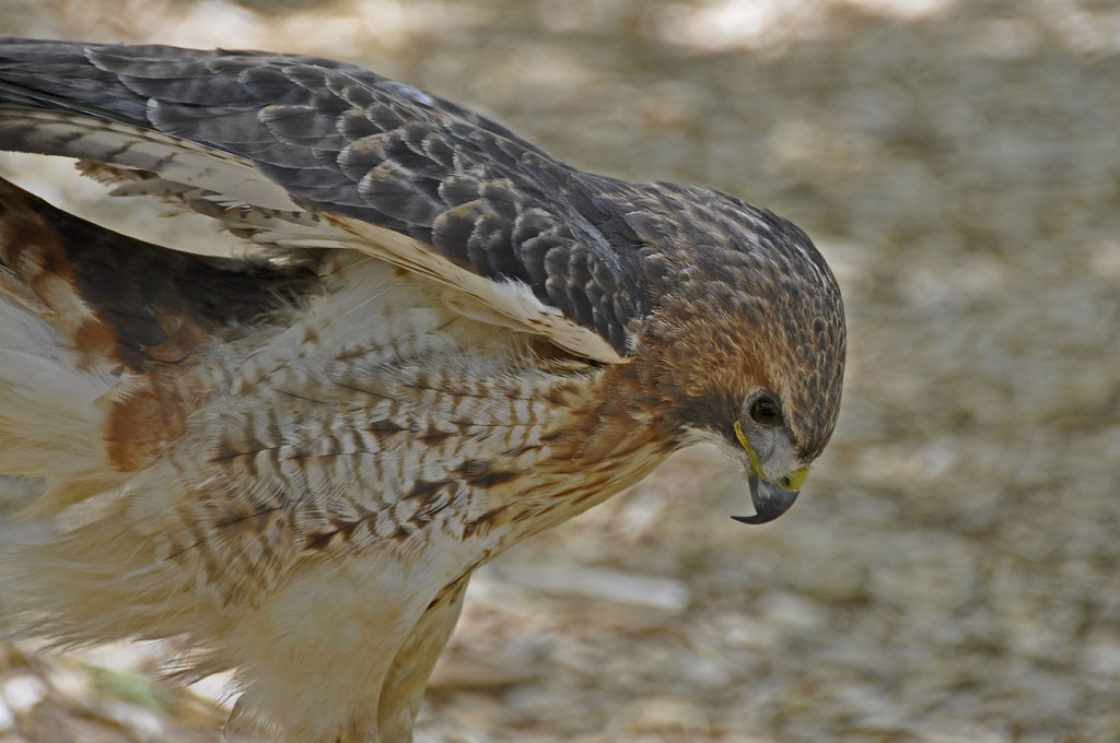 Red-Tailed Hawk (Buteo jamaicensis) by RkyMtnGrl