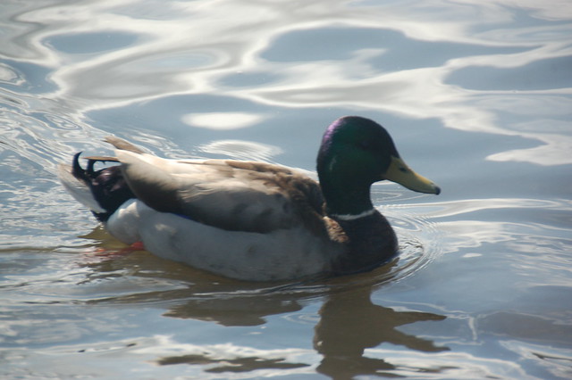 Mallard duck swimming in Hammond Pond