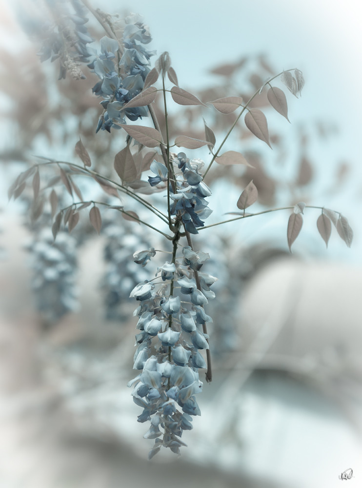 Blue wisteria by StanfordSumi
