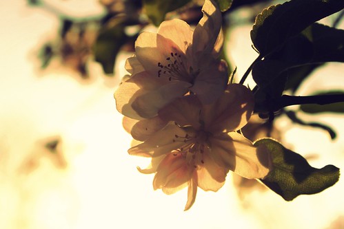 sky plant flower apple vintage mac flora cross blossom process reddin edgedonkey