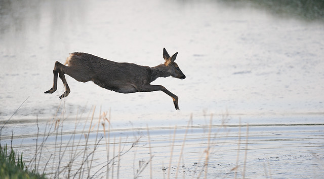 Deer-leaping_2