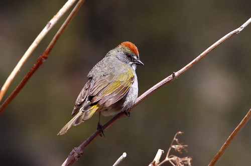 Green-tailed Towhee | by brad.schram