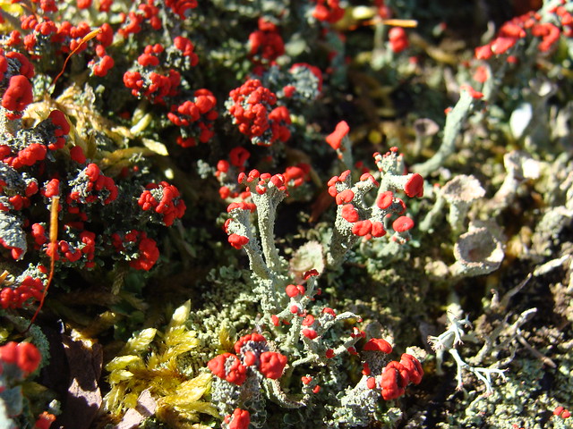 Cladonia cristatella, British soldiers lichen, sooc
