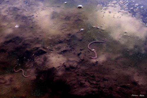 Planet surface | by Attila Molnár