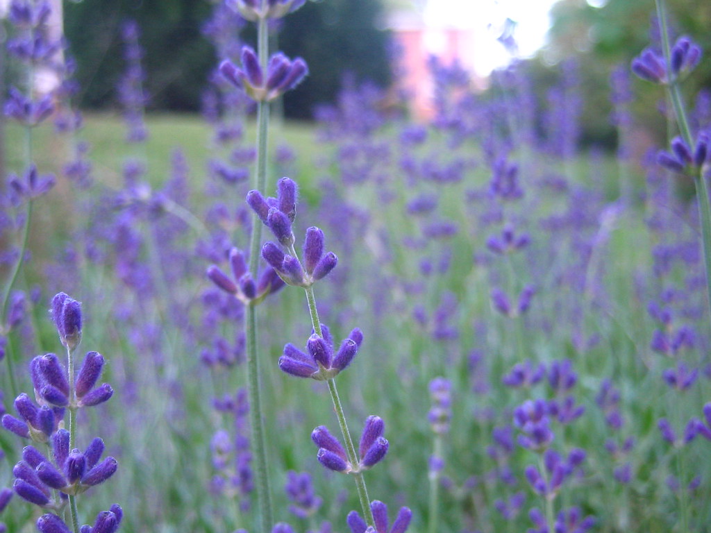 Hidcote Lavender | L.H. | Flickr