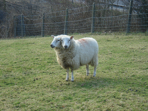 Two headed sheep | by Leeber