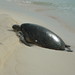 Sea turtle very slowly moves up the beach from the water - Huon Reef