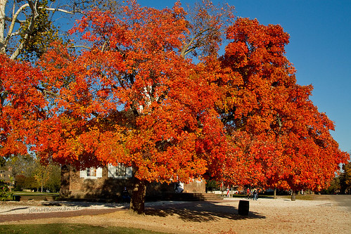 november fall virginia maple fallcolor williamsburg colonialwilliamsburg 2010 warmsunlight canon24105l november2010 courthousemaple