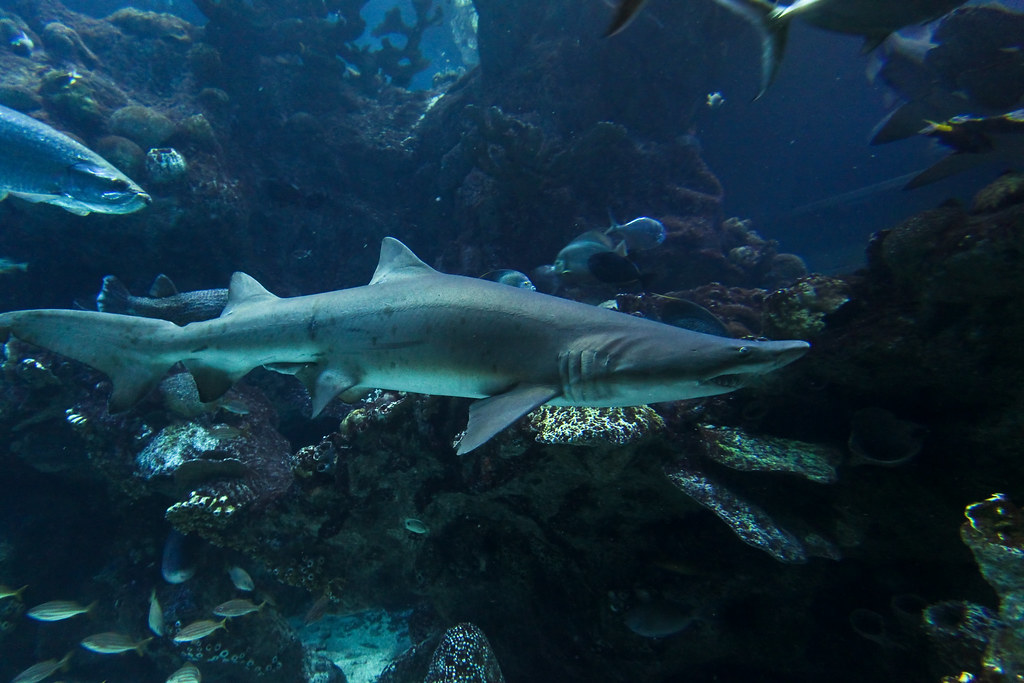 Sand Tiger Shark.