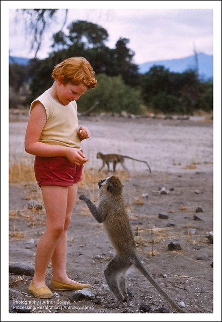 Feeding the Monkey (Circa 1960)