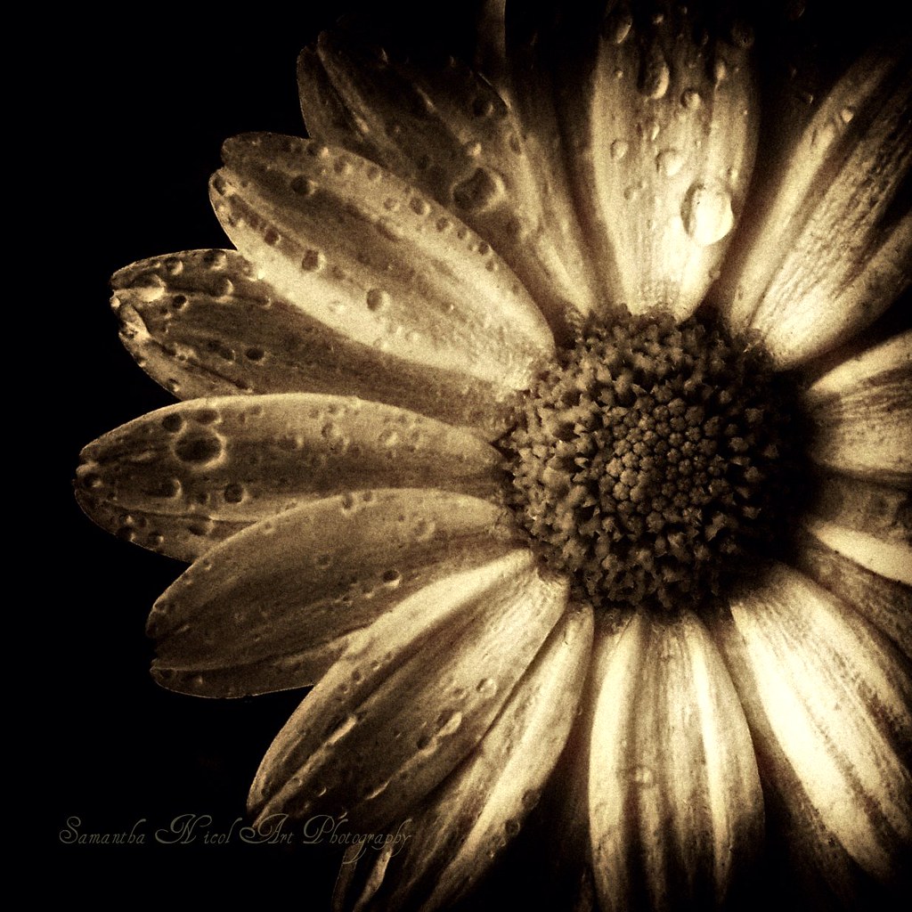 The Daisy In Sepia by Samantha Nicol Art Photography