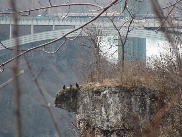 Falcons at Niagara Falls