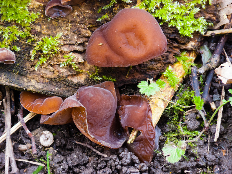 Ear fungus
