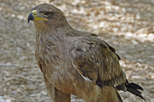 Tawny Eagle (Aquila rapax) by RkyMtnGrl