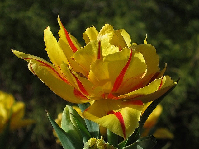 double tulip