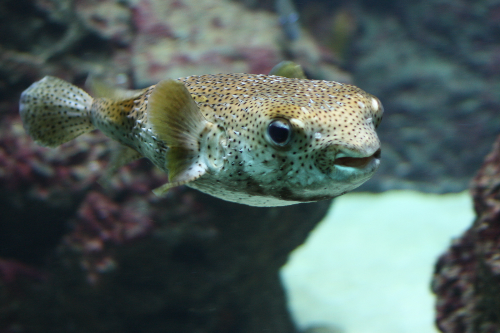Pufferfish | World’s Most Dangerous Aquatic Creatures