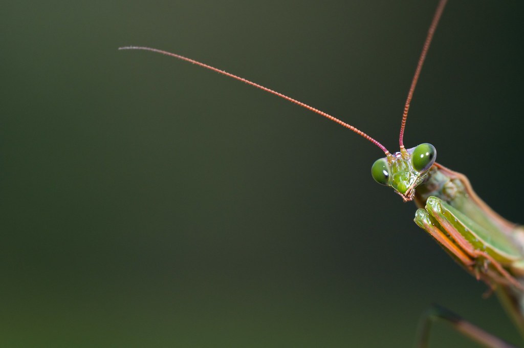 Mantis Religiosa - CU CU! | D90, Sigma 150 Macro, SB 900 TTL… | Flickr