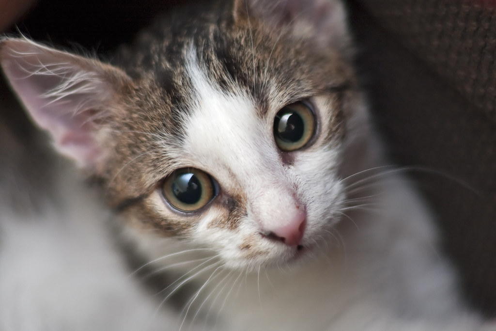 Stray bicolor cat looking straight into the camera