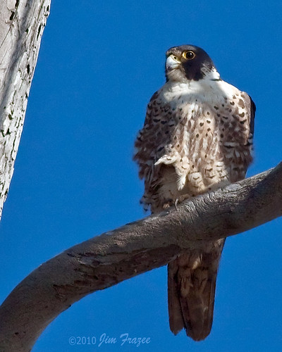 Peregrine Falcon - Bolsa Chica Wetlands by Jim Frazee
