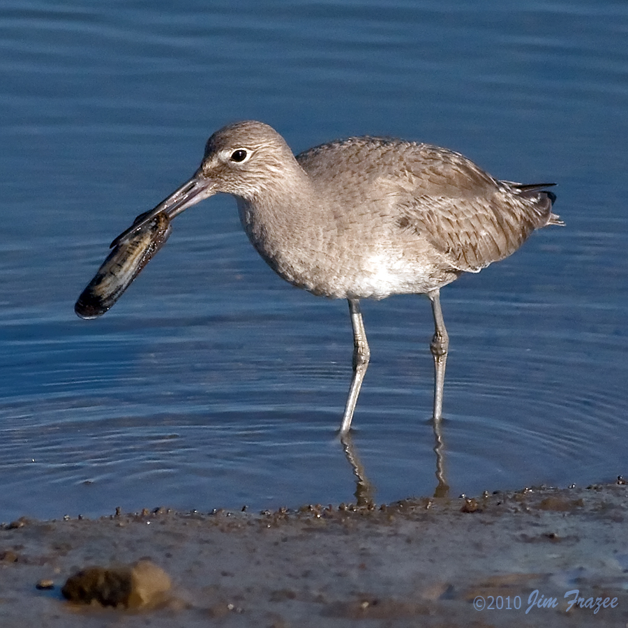 Willet Holding Clam by Jim Frazee