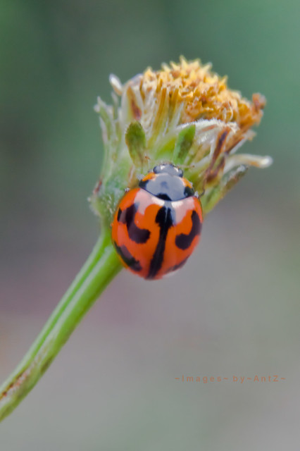 Coccinellidae, but you can call me Mr Ladybird :)
