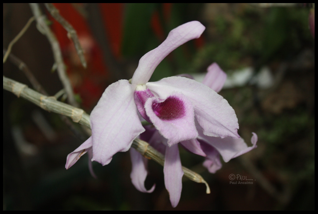 Dendrobium anosmum | ...it's also called Dendrobium superbum… | Flickr