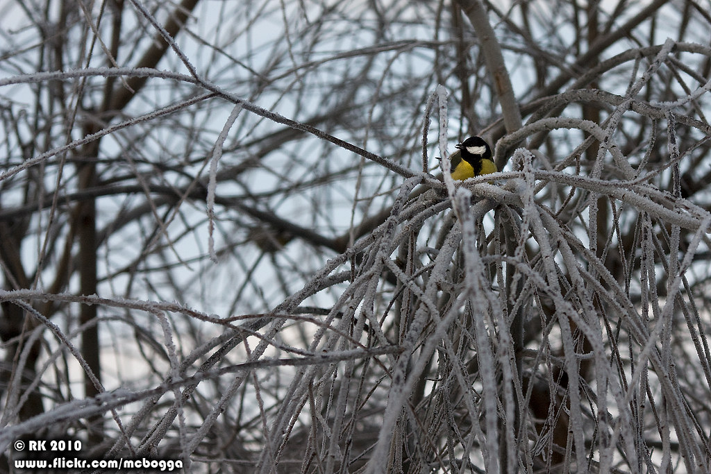 Willow and bird | Robert Karlsson | Flickr