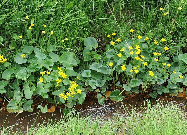 Caltha palustris HÓFSÓLEY / Marsh-marigold