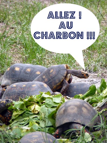 Tortues charbonnieres | by macbrain98