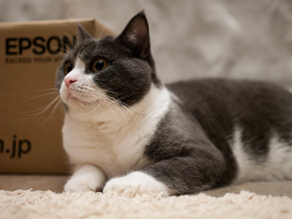 british shorthair wallpaper hd