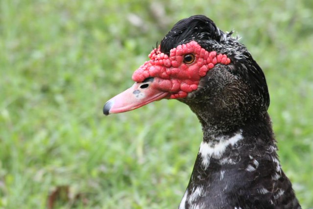 Ducks Rashes Picture Duck Pimples? | Do ducks get pimples? Ok, jokes aside anyone… | Flickr