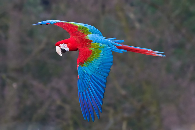 Green-winged Macaw in Flight