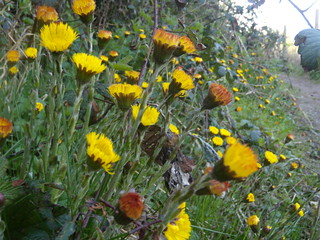 Coltsfoot Gerrards Cross to Cookham