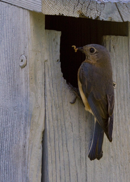 Eastern bluebird: Sialia sialis (f)