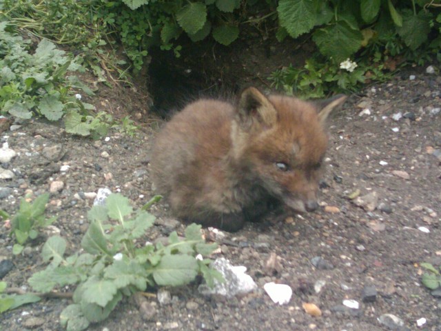 Baby Fox, Stave Hill Ecology Park, Rotherhithe, London SE16 @ 30 April 2010
