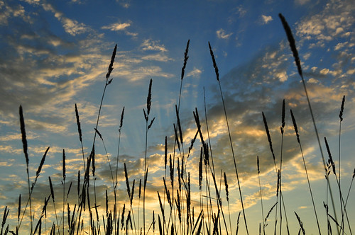 0408 by Matthew7777, sunset grass silhouette wisconsin clouds landscape nikon wi memorialpark appleton d5000