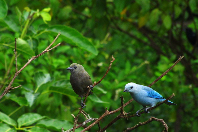tanagers