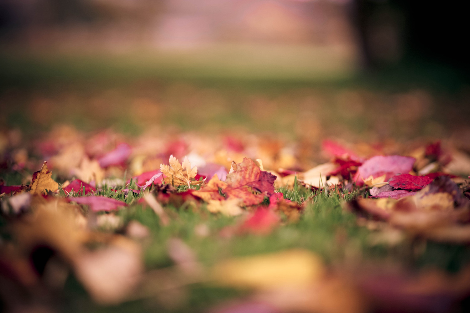 autumn | Flickr